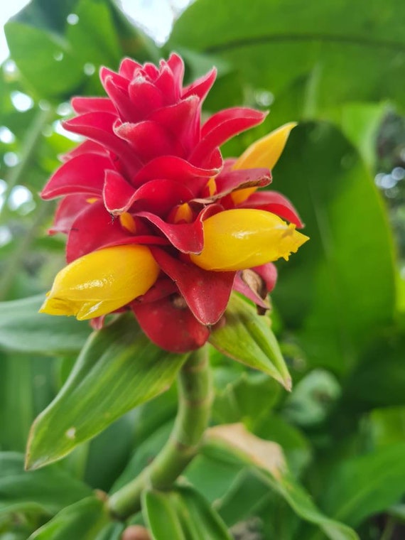 Costus barbatus live rhizome tropical plant very exotic