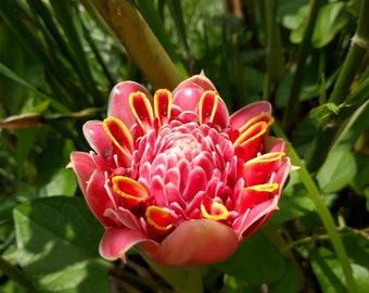 Pink Tulip torch ginger live rhizome Etlingera eliator tropical plant
