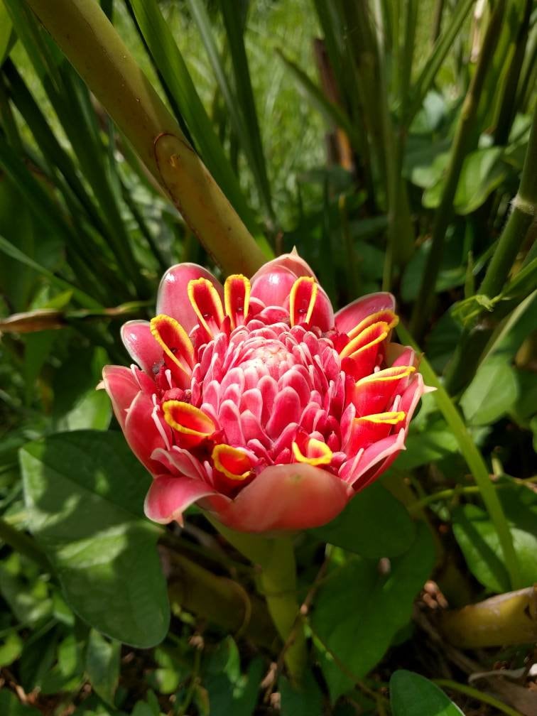 Pink Tulip Torch Ginger Live Rhizome Etlingera Eliator Tropical
