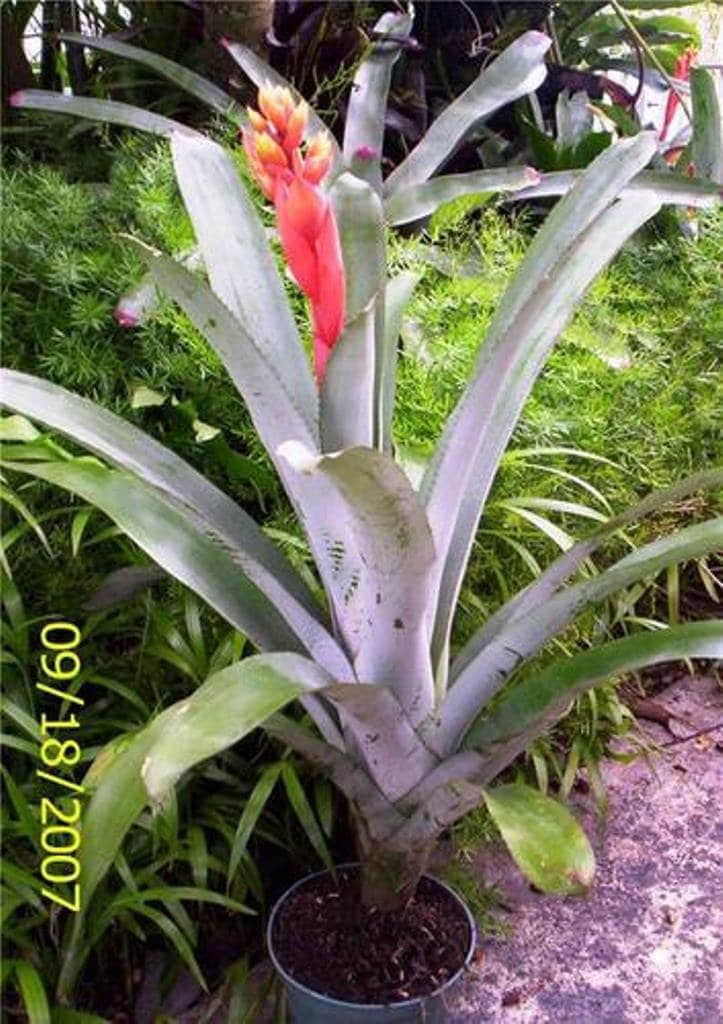 Huge Bromeliad Aechmea Little Harvey Plant Exotic Partial Sun - Etsy
