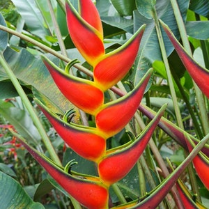 New Heliconia orthotricha Yellow base live rhizome very rare