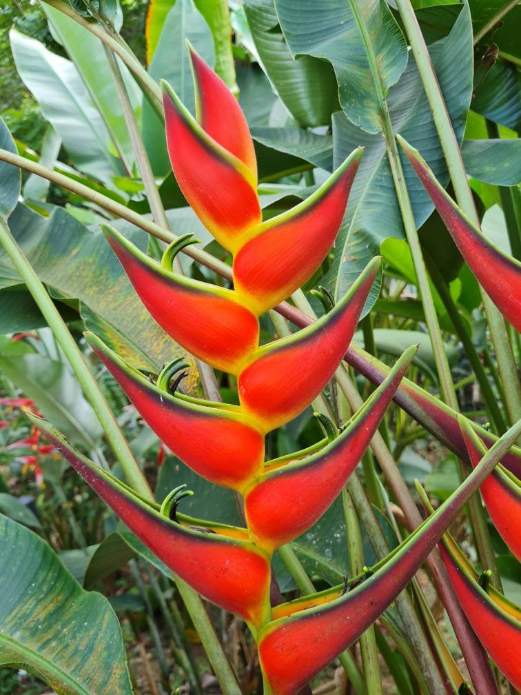 New Heliconia orthotricha Yellow base live rhizome very rare