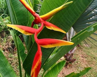 Heliconia marginata red hanging live rhizome tropical plant