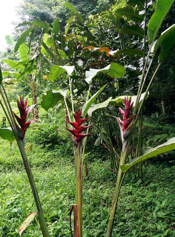 Heliconia Caribaea St. Lucia Live Rhizome Exotic Tropical Plant - Etsy