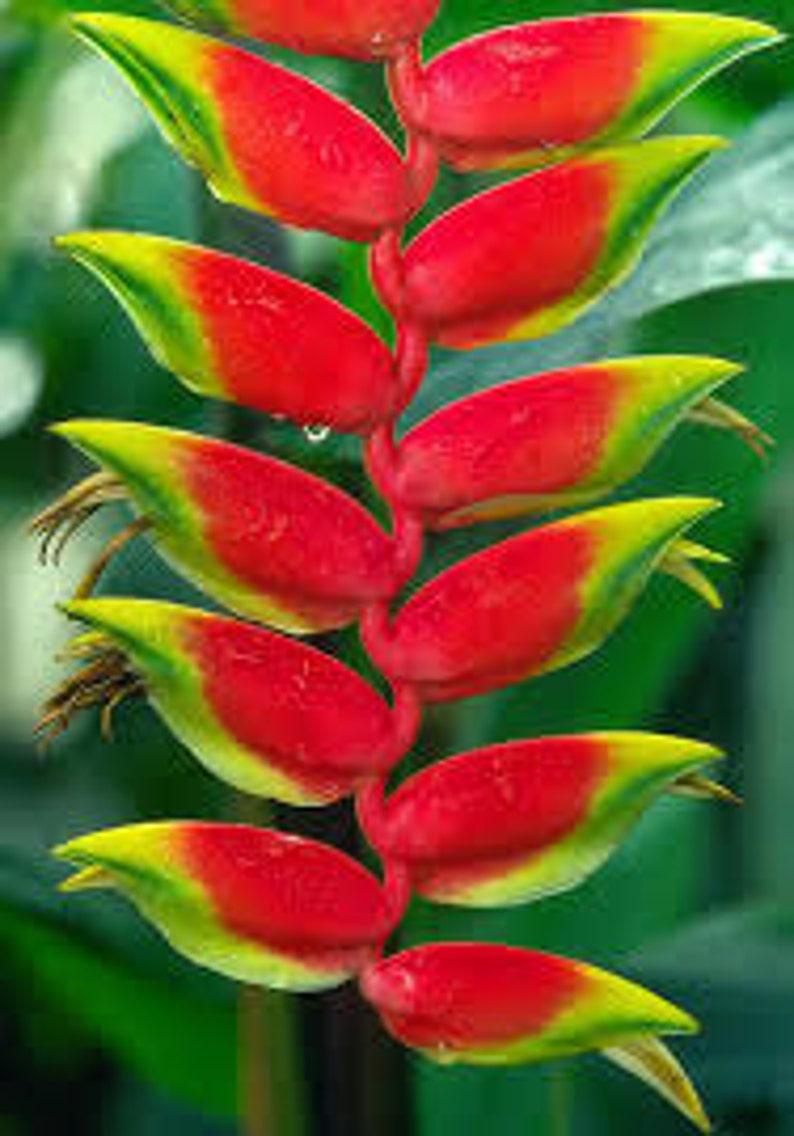 Heliconia Lobster Claw Plant Care Growing Guide vrogue.co