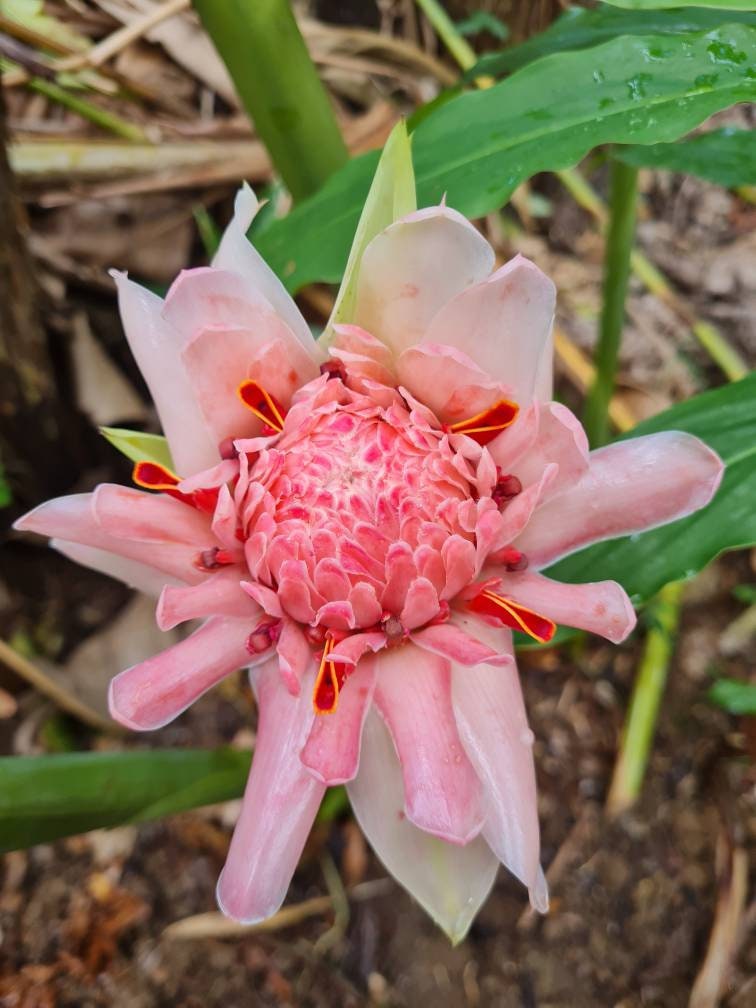 New Sweet Pale Pink Torch Ginger Live Rhizome Tropical Plant Exotic ...