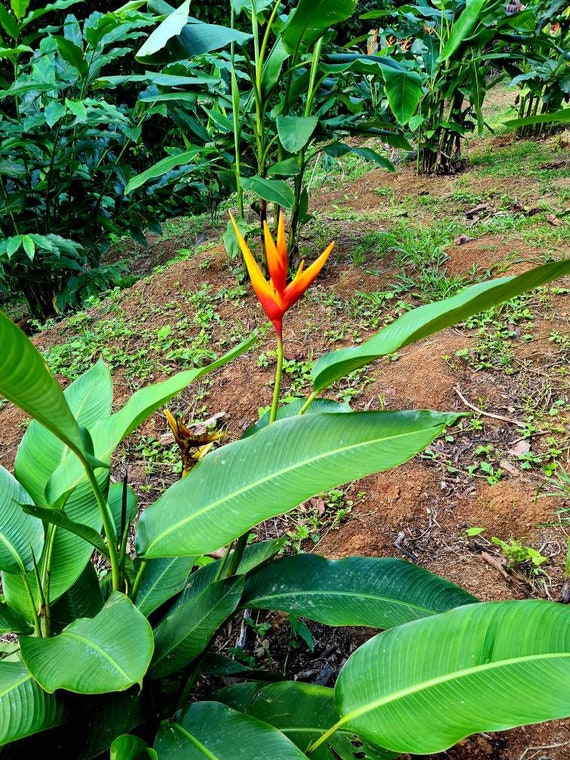 チューデ・グロンランド　バラと小鳥　図録・レゾネより　額付 New Dwarf Heliconia Golden Torch 'adrian 'parrots Beak Live