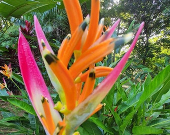 Dwarf Heliconia Sassy parrots beak live rhizome plant exotic tropical