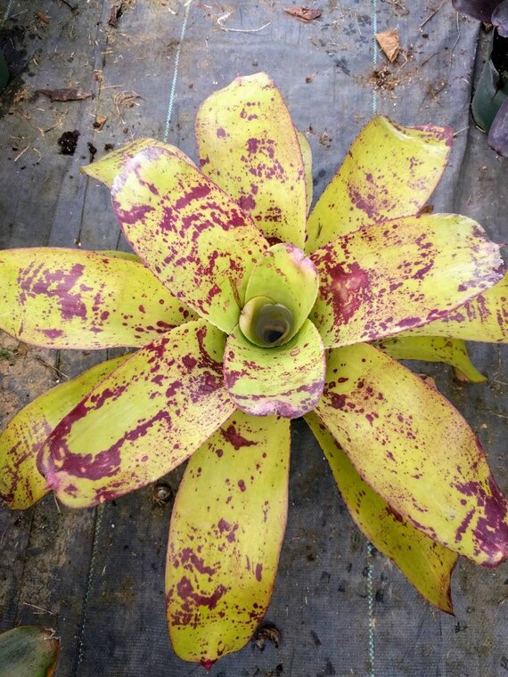 Bromeliad neoregelia Monet live plant exotic tropical