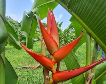 Heliconia Jose Abalo live rhizome exotic tropical plant banana family