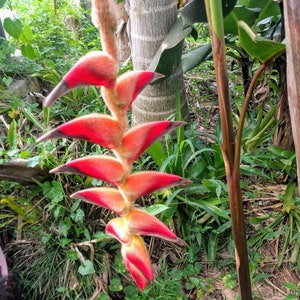 Heliconia regalis Barnum &Bailey live tropical rhizome hairy bloom