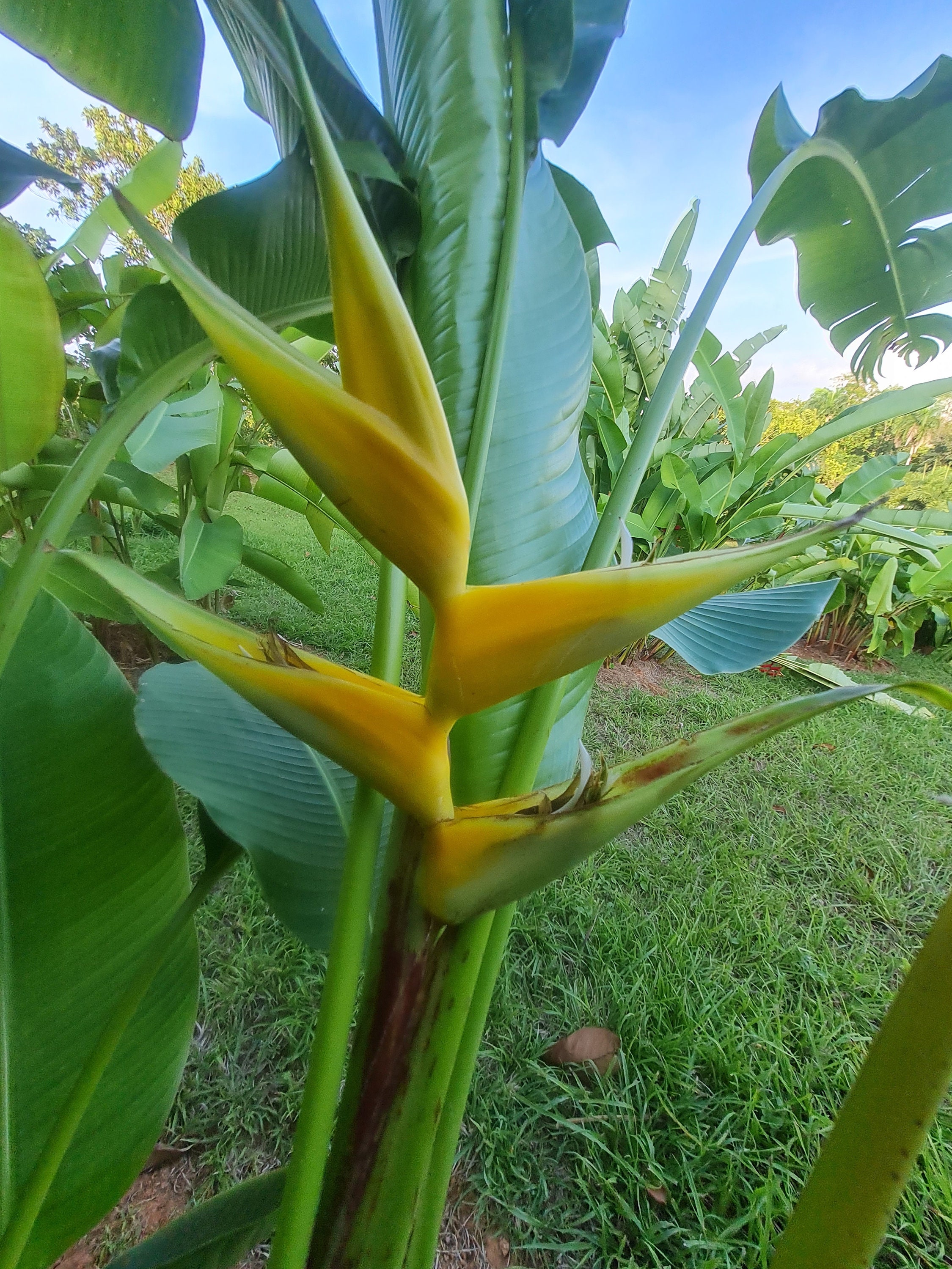 Heliconia Bihai Eden Yellow Live Rhizome Tropical Plant Exotic - Etsy