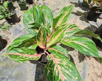 Aglonema Sparkley live plant exotic tropical Chinese  evergreen USA SELLER