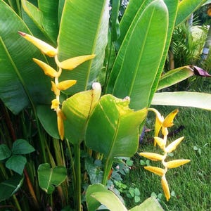 Heliconia marginata lutea hanging bloom yellow very exotic full sun plant live rhizome image 2