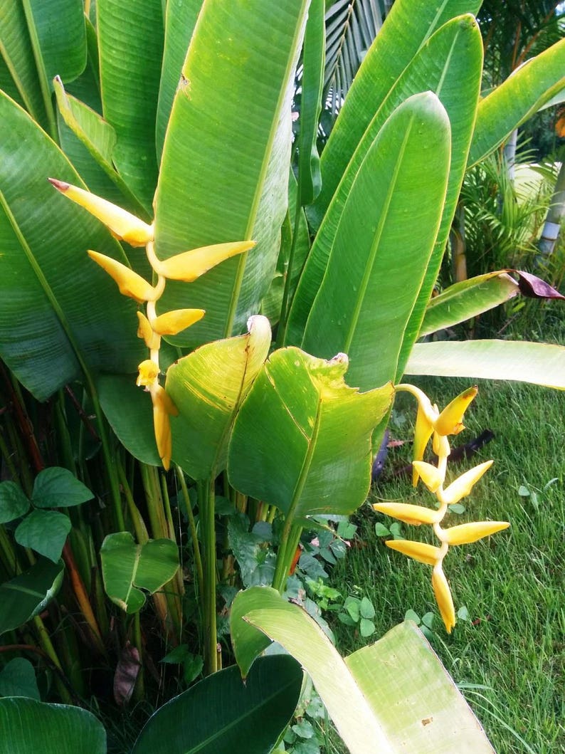 Heliconia marginata lutea hanging bloom yellow very exotic full sun plant live rhizome image 2