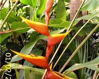 Heliconia Cinnamon Twist live rhizome tropical plant