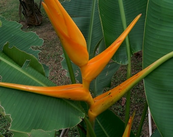 Heliconia Mexican Gold live rhizome exotic tropical plant