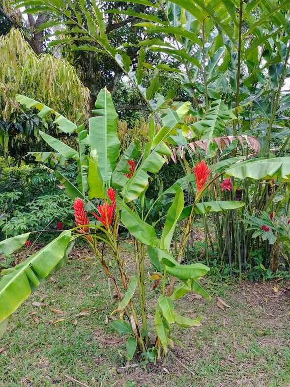 Musa Coccinea Scarlet Banana Live Rhizome Tropical Plant Exotic - Etsy