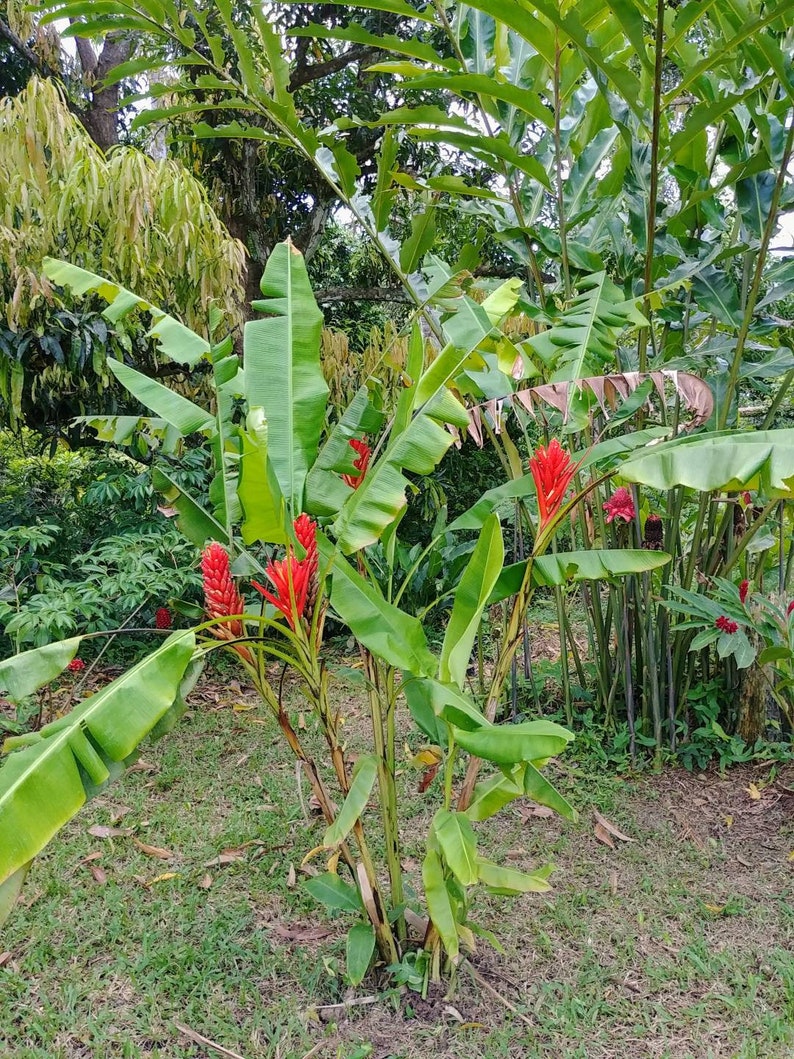 Musa coccinea Scarlet banana live Rhizome tropical plant Etsy