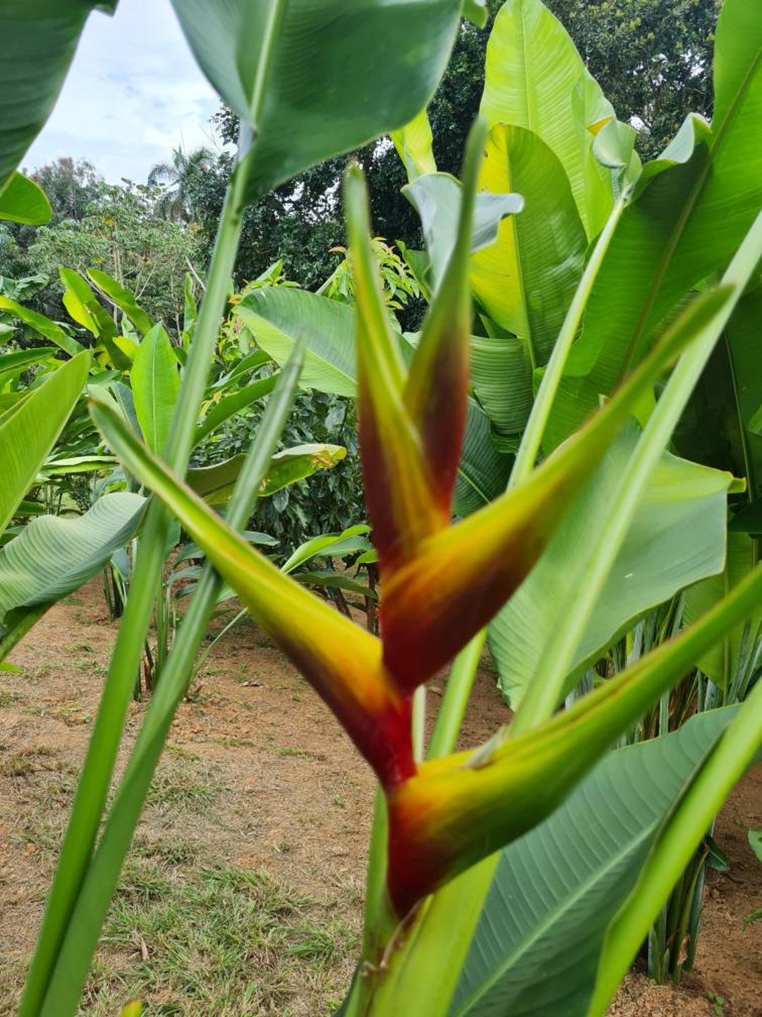 Heliconia Honeybee Live Rhizome – Tropical Houseplant & Shrub – Unbranded