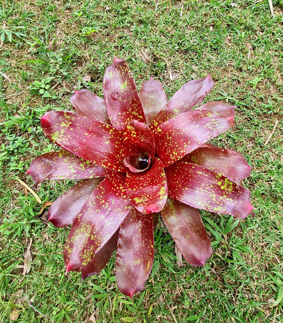 Bromeliad Neoregelia Azteca Live Tropical Plant Exotic Look - Etsy