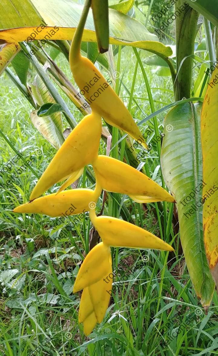 New Heliconia Rostrata Yellow Hanging Lobster Claw Live Rhizome Tropical Plant Etsy