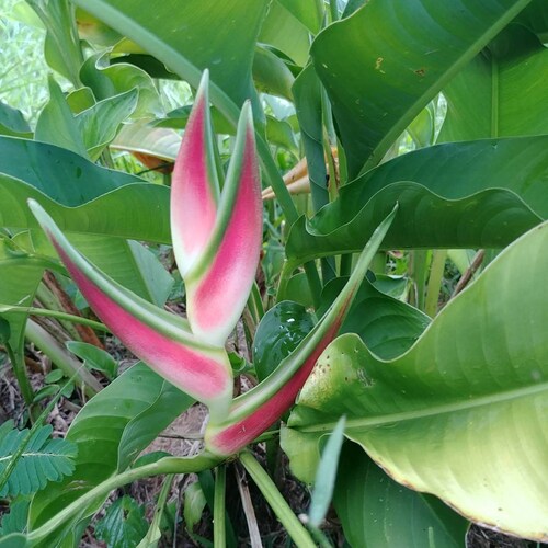 Live HELICONIA TEMPTRESS Rhizome – Exotic Tropical Plant For Your Garden - View #2
