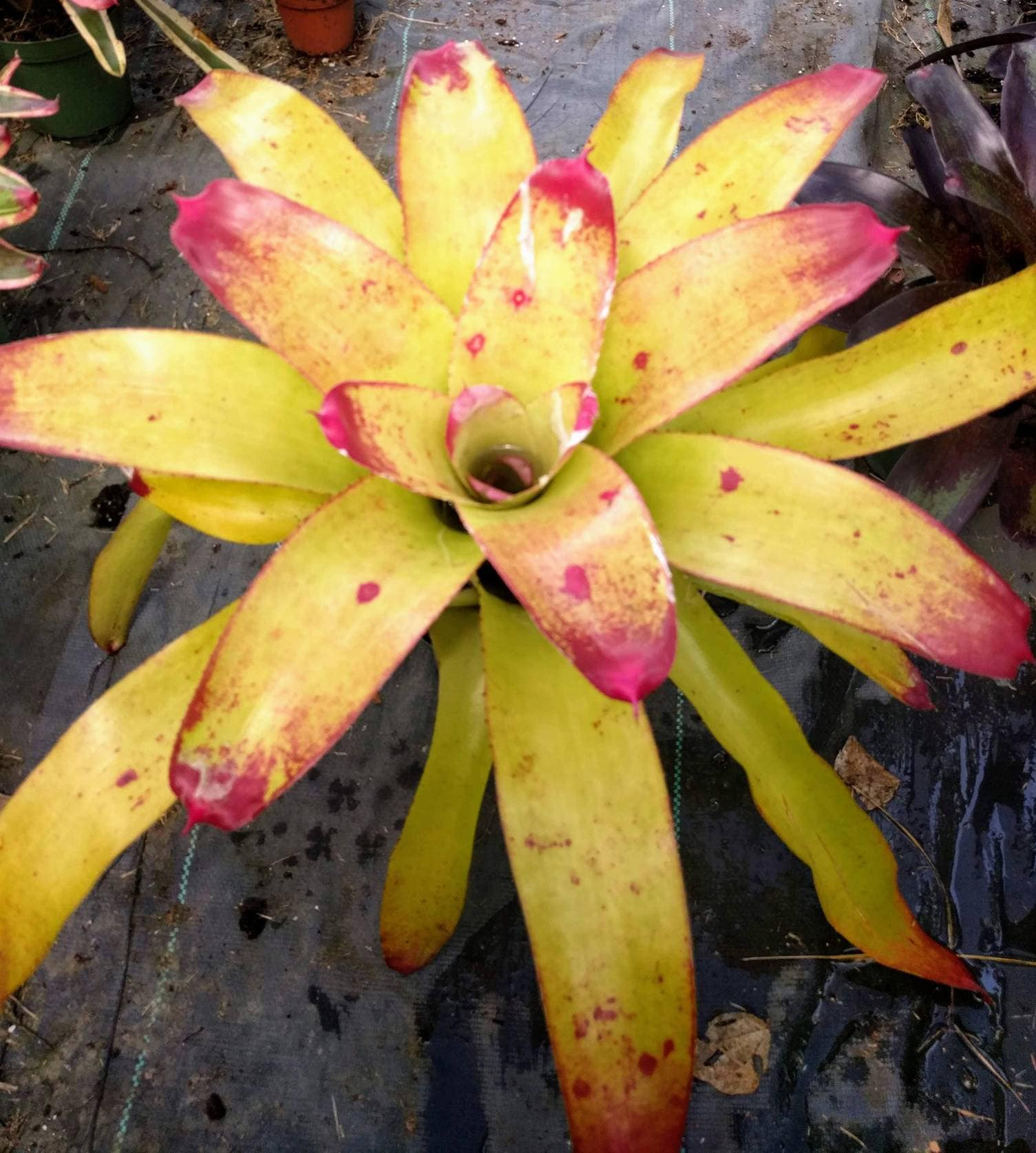 Bromeliad neoregelia Yellow Delicious live tropical plant full Etsy