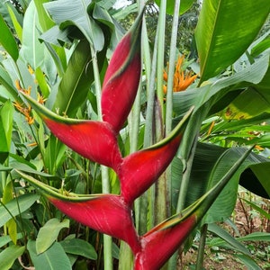 Heliconia Guapa live rhizome tropical plant