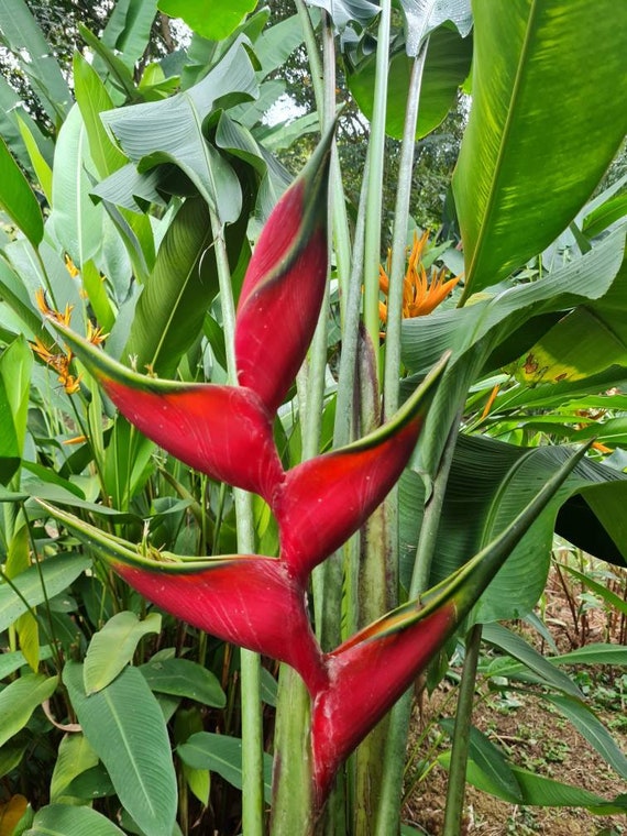 Heliconia 2024