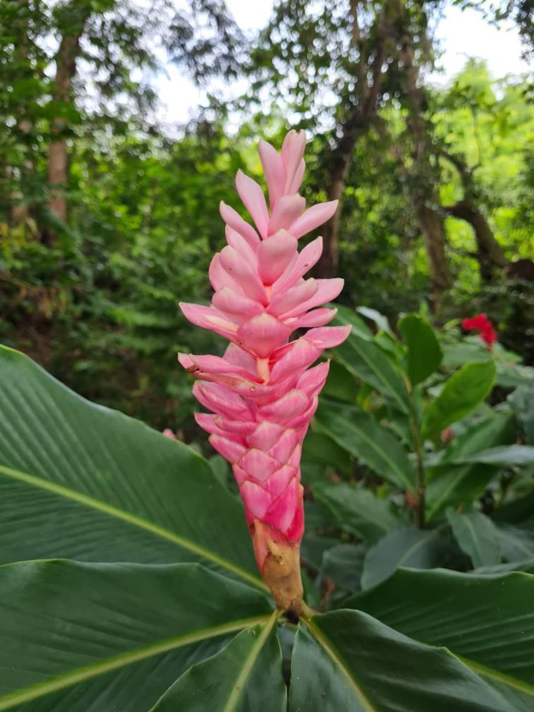 Hawaiian Pink Ginger Live Rhizome Tropical Exotic Plant - Etsy