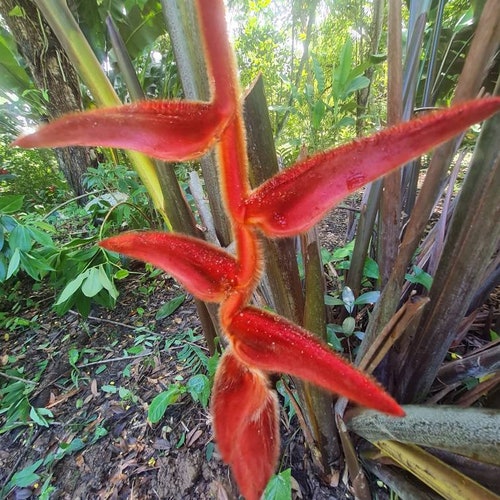 Heliconia Longissima Red Wings Live Rhizome Giant Tropical Plant