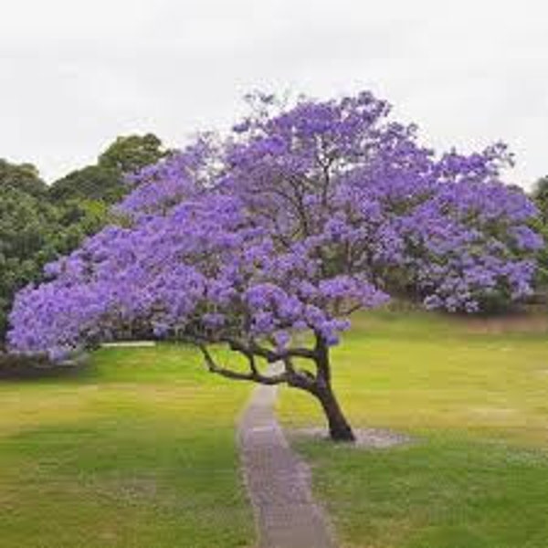 Jacaranda mimosifolia live tropical tree exotic blue jacaranda 1 ft tall