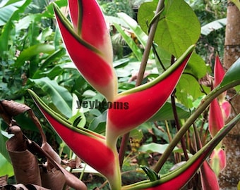 New Heliconia Tropic live Rhizome plant exotic tropical banana family