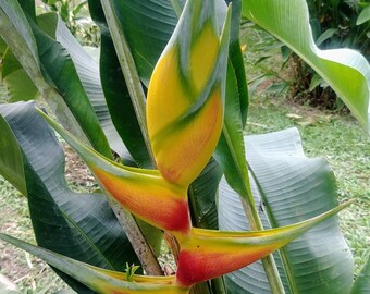 thumbnail image 2 of Heliconia Stricta 'Slash And Burn' Live Tropical Rhizome – Exotic Yellow Flowering Plant 2 of 6