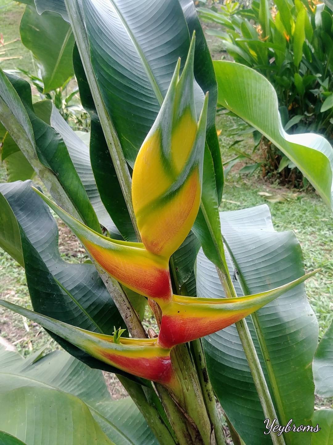 Heliconia Bihai Aurea Live Rhizome Tropical Plant Exotic - Etsy