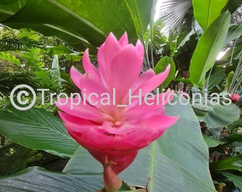 Rare*exotic*ginger Alpinia Rugosa Rhizome - Etsy