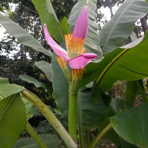 Musa ornata Lavender banana live Rhizome tropical plant exotic