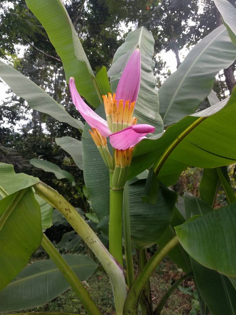 Musa Ornata Lavender Banana Live Rhizome Tropical Plant Exotic - Etsy