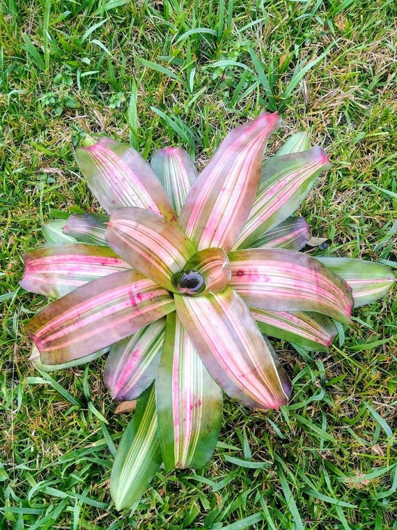 Bromeliad neoregelia Monet live plant exotic tropical