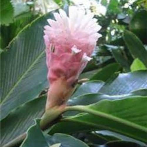 Hawaiian Jungle Queen Ginger Live Rhizome Tropical Exotic Etsy