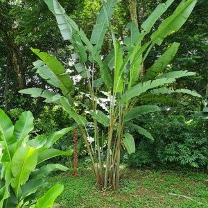 Heliconia Longissima Red Wings live rhizome giant tropical plant exotic banana family image 3