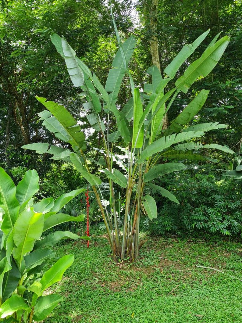 Heliconia Longissima Red Wings live rhizome giant tropical plant exotic banana family image 3