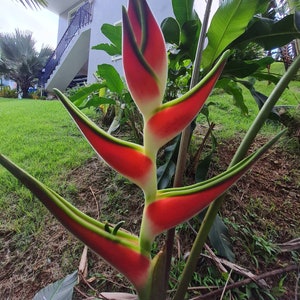 Heliconia orthotricha Imperial live rhizome tropical exotic plant image 1