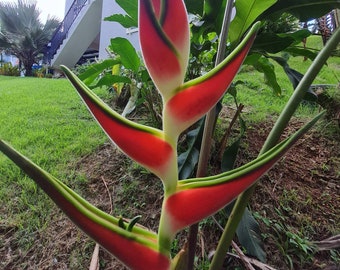 Heliconia orthotricha Imperial live rhizome tropical exotic plant