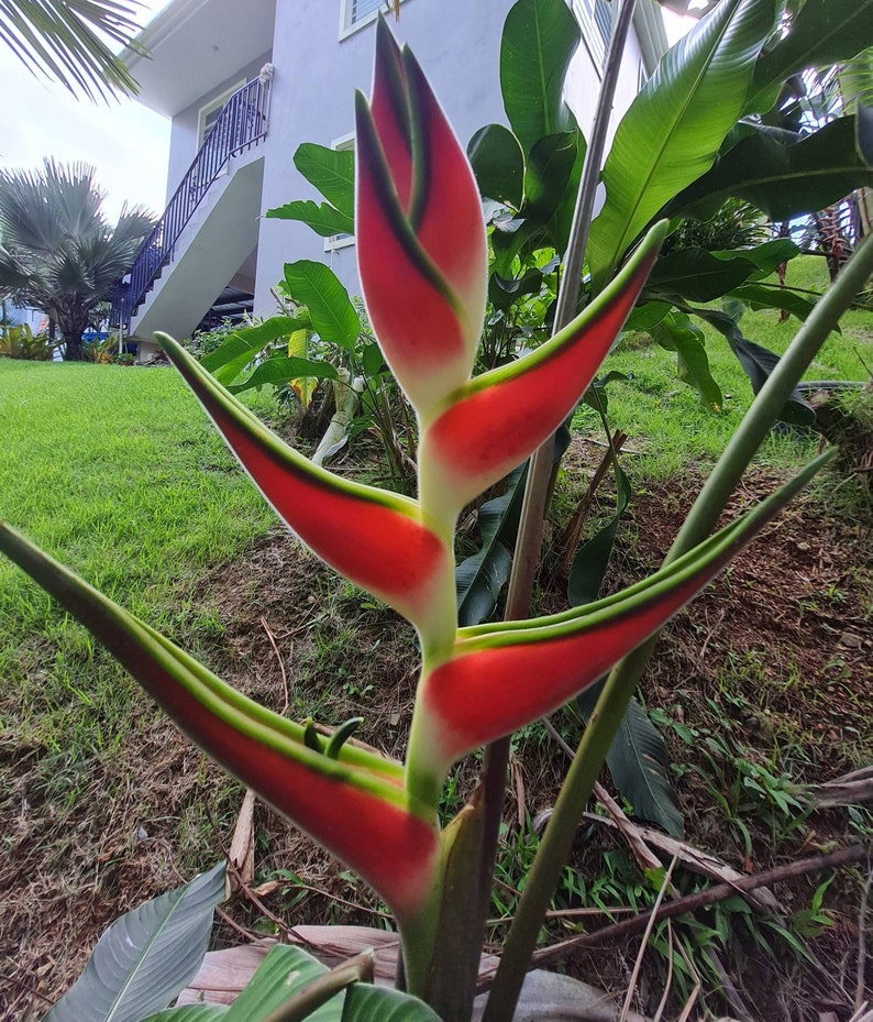 Heliconia orthotricha Imperial live rhizome tropical exotic plant image 1