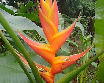 Heliconia caribaea Orange delight live rhizome tropical plant