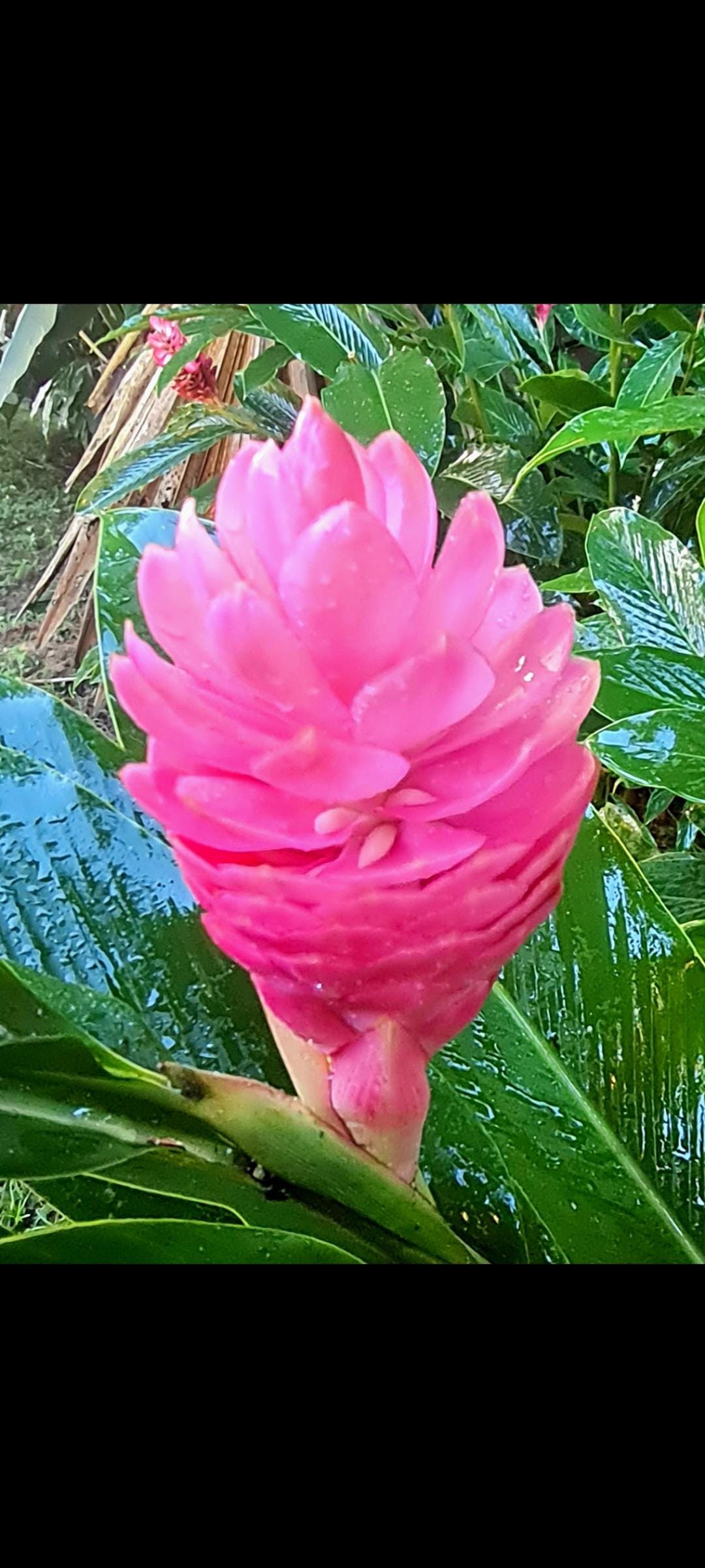 Hawaiian Ginger Darwin Lady Live Rhizome Tropical Plant Exotic - Etsy