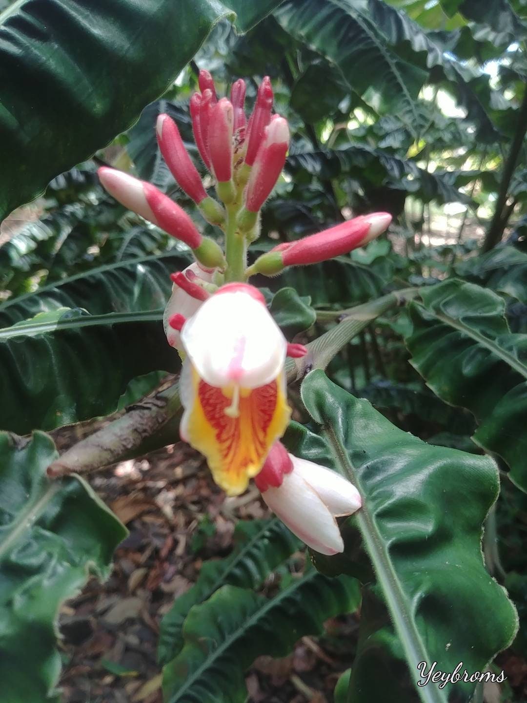 Alpinia Rugosa Live Starter Plant Very Rare Exotic Tropical - Etsy