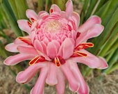 ピンクトーチジンジャー生根茎熱帯植物エキゾチックな植物の花 - Etsy 日本